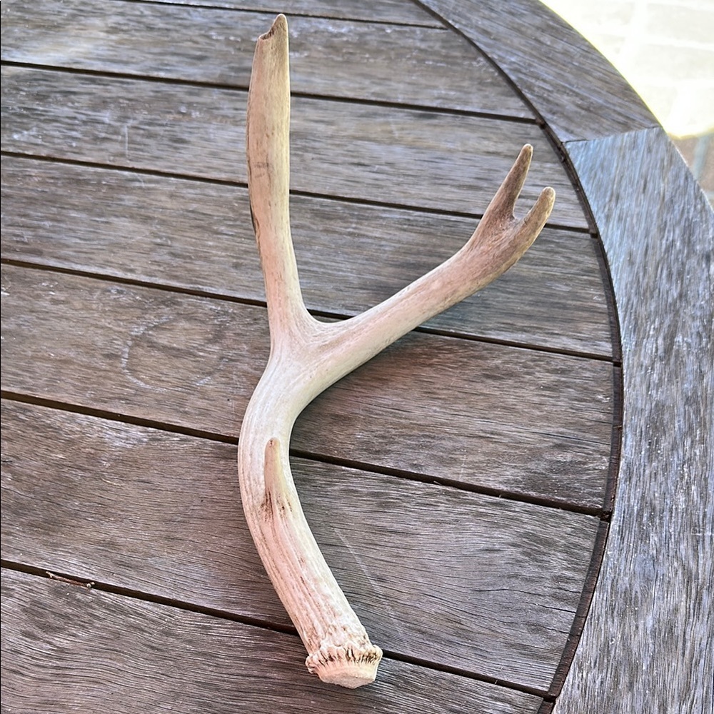 Deer antler shed, display, art, authentic real